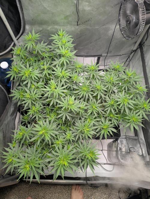 Blueberry Muffin . Week 9