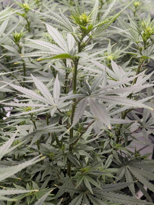 Blueberry Muffin . Week 10