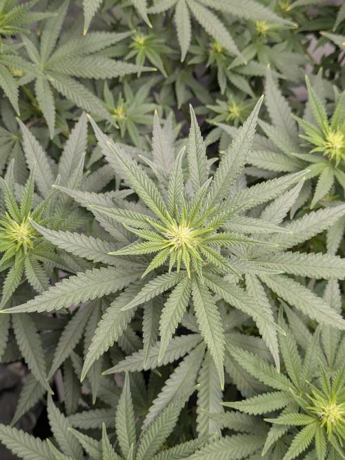 Blueberry Muffin . Week 10