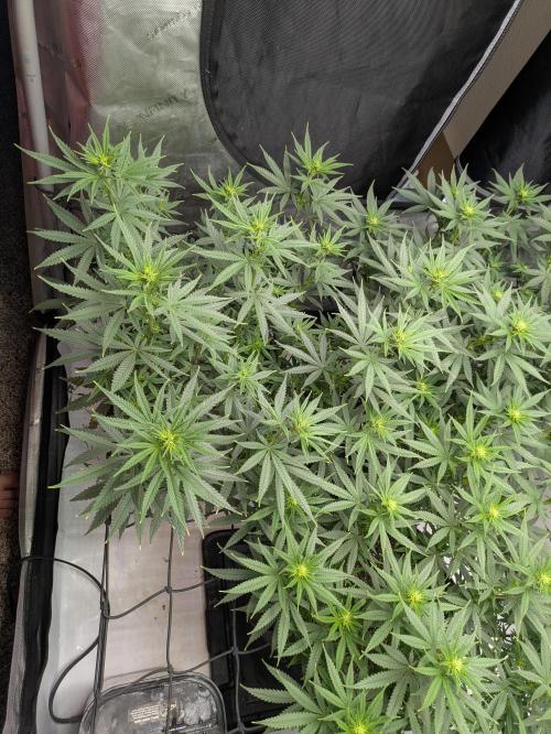 Blueberry Muffin . Week 10