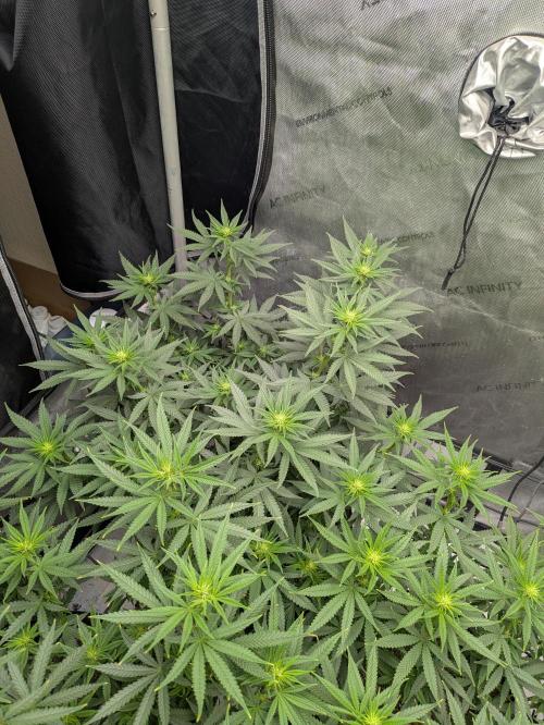 Blueberry Muffin . Week 10