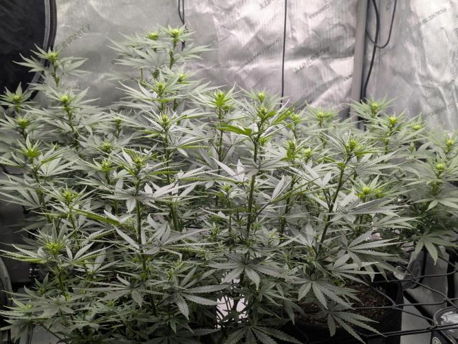 Blueberry Muffin . Week 10