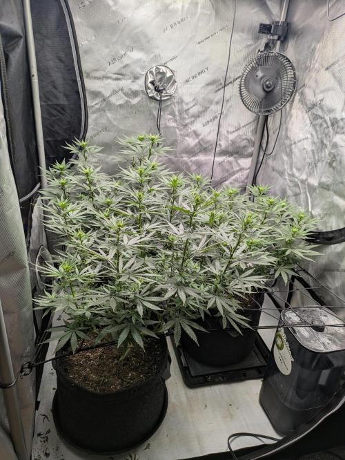 Blueberry Muffin . Week 10