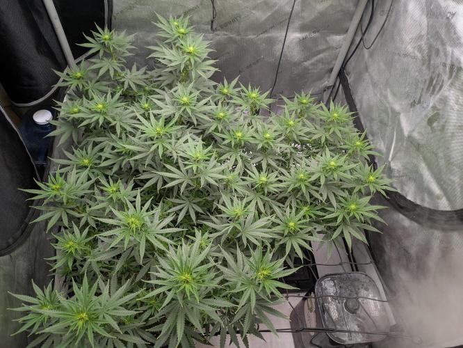 Blueberry Muffin . Week 10