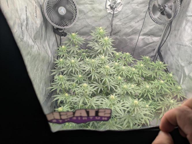 Blueberry Muffin . Week 11