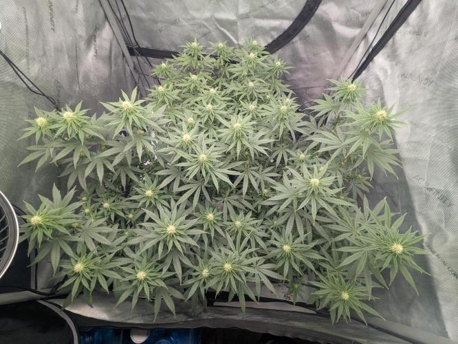 Blueberry Muffin . Week 11