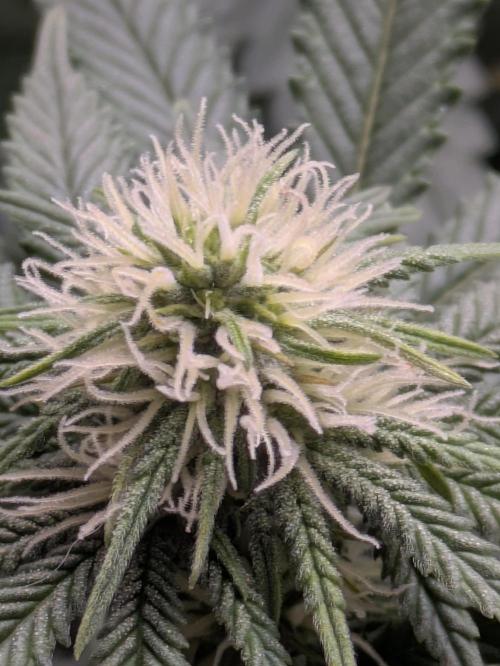 Blueberry Muffin . Week 11