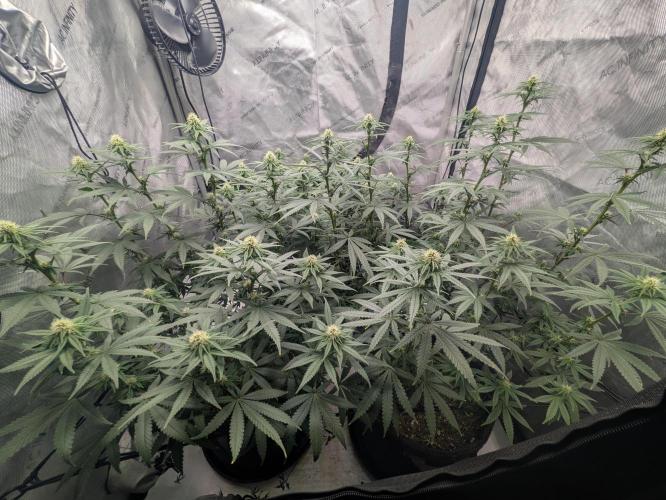 Blueberry Muffin . Week 11