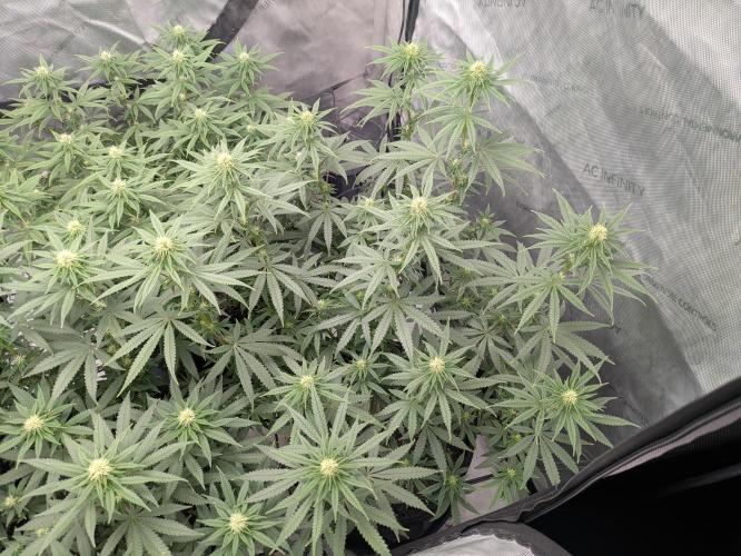 Blueberry Muffin . Week 11