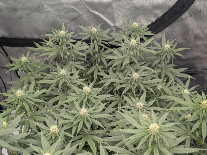 Blueberry Muffin . Week 11