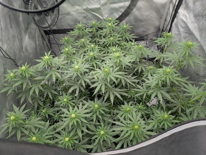 Blueberry Muffin . Week 11