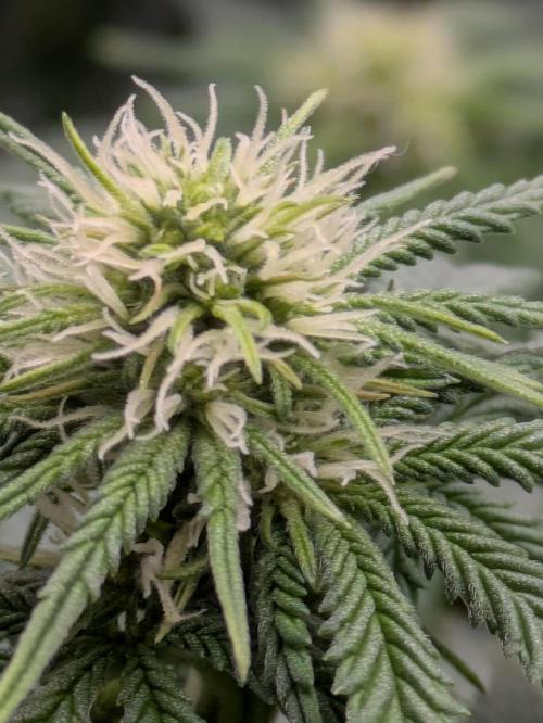 Blueberry Muffin . Week 11