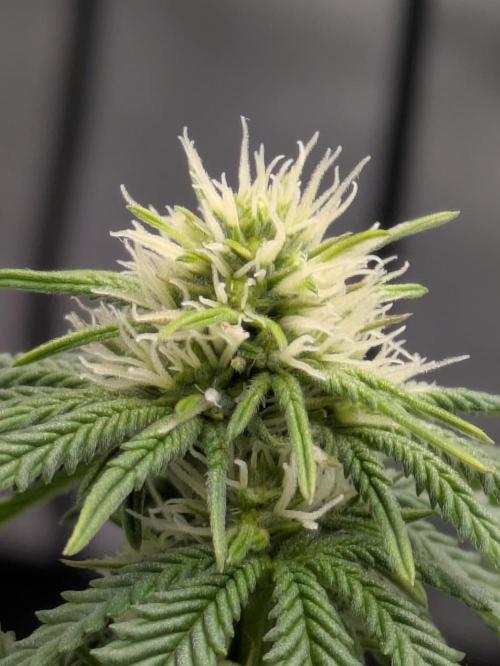 Blueberry Muffin . Week 11