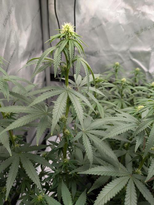 Blueberry Muffin . Week 11