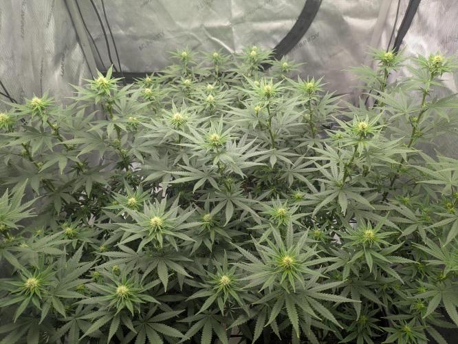 Blueberry Muffin . Week 11