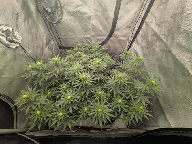 Blueberry Muffin . Week 11