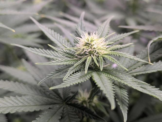 Blueberry Muffin . Week 11