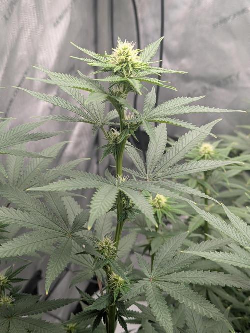 Blueberry Muffin . Week 11