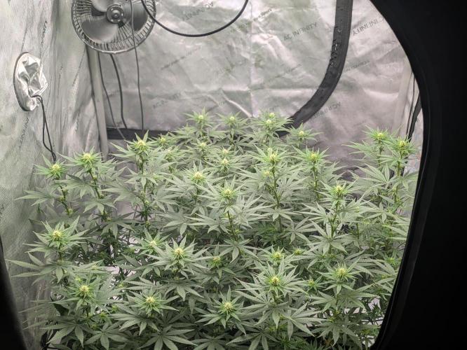 Blueberry Muffin . Week 11