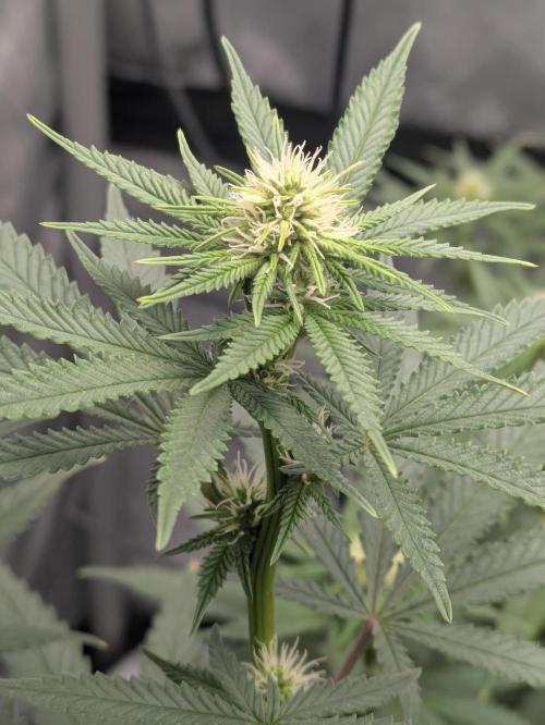 Blueberry Muffin . Week 11