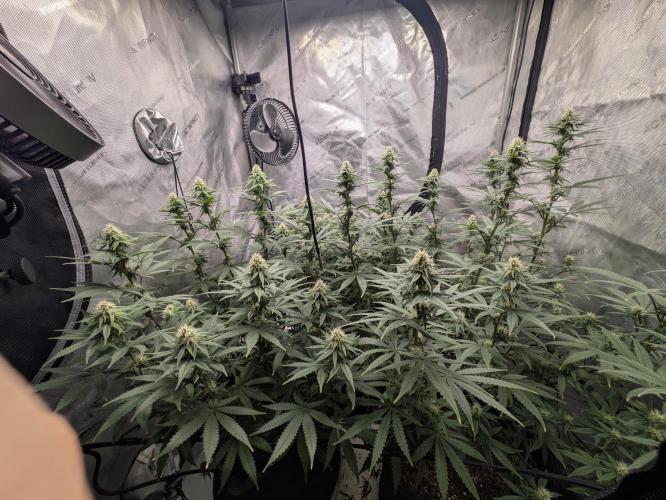 Blueberry Muffin . Week 12