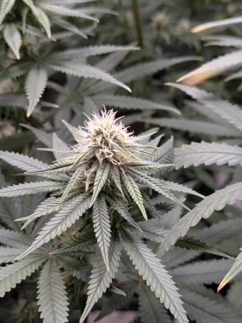 Blueberry Muffin . Week 12