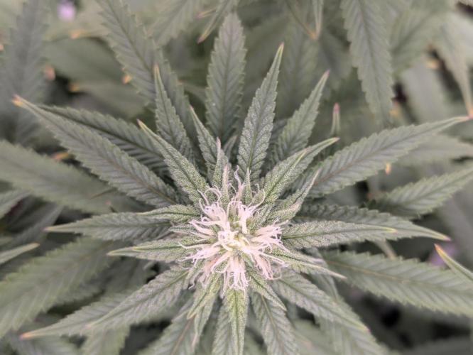 Blueberry Muffin . Week 12