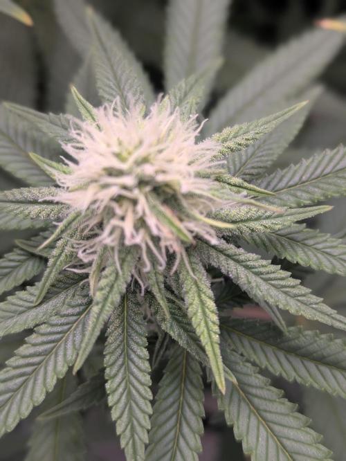 Blueberry Muffin . Week 12