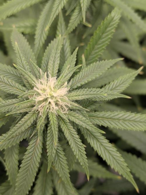 Blueberry Muffin . Week 12