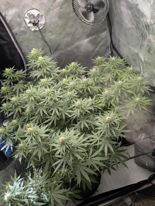 Blueberry Muffin . Week 12