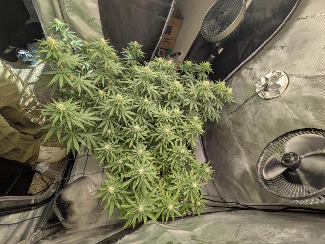 Blueberry Muffin . Week 12