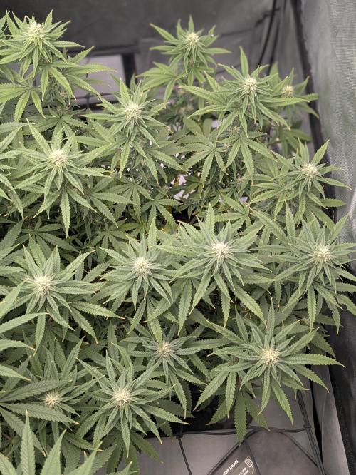 Blueberry Muffin . Week 12