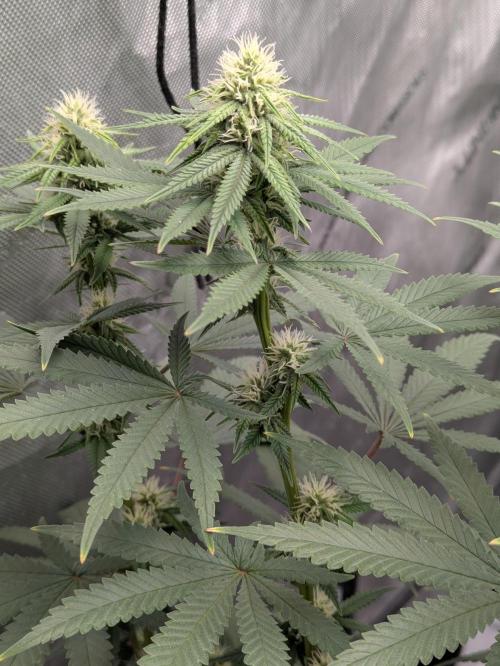 Blueberry Muffin . Week 12