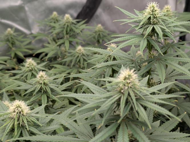 Blueberry Muffin . Week 12