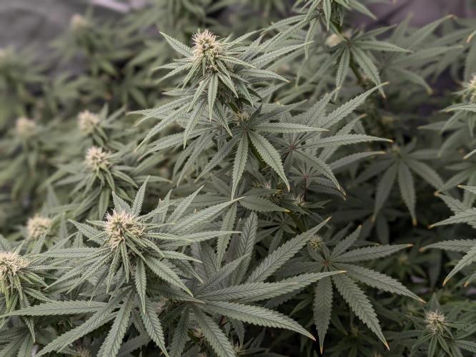 Blueberry Muffin . Week 12