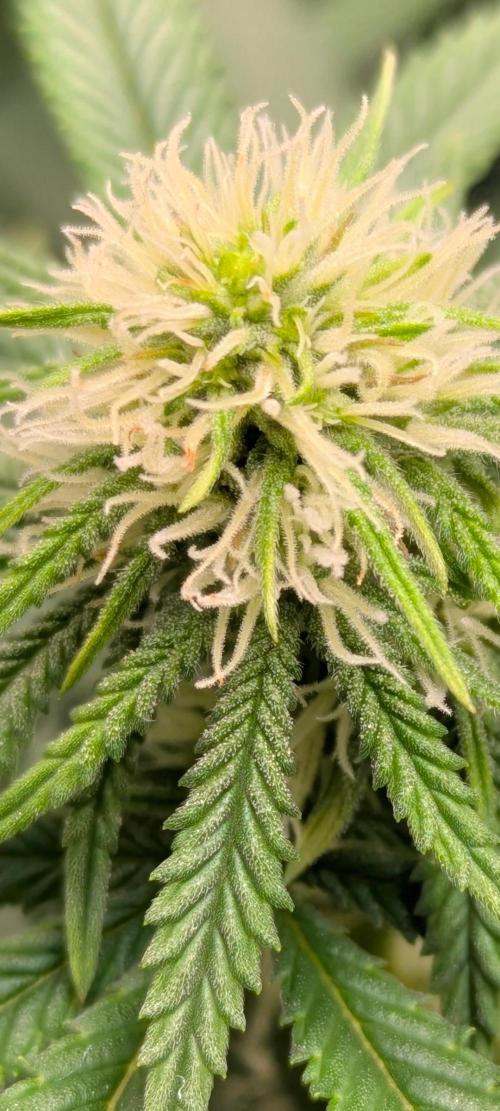 Blueberry Muffin . Week 12