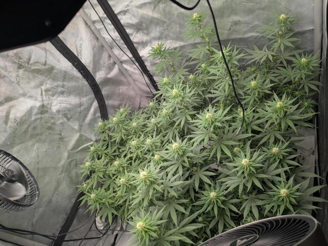 Blueberry Muffin . Week 12