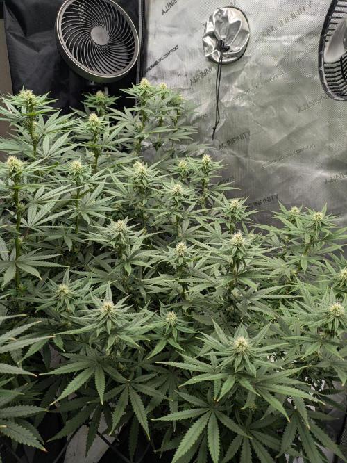 Blueberry Muffin . Week 12