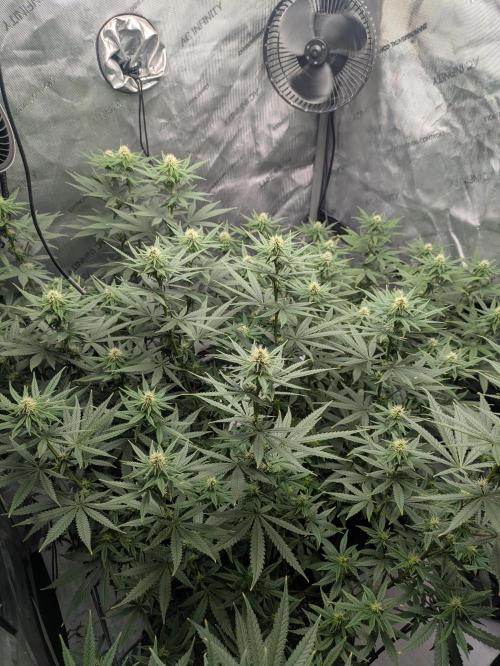 Blueberry Muffin . Week 12
