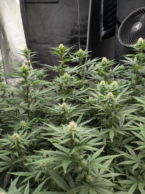 Blueberry Muffin . Week 12