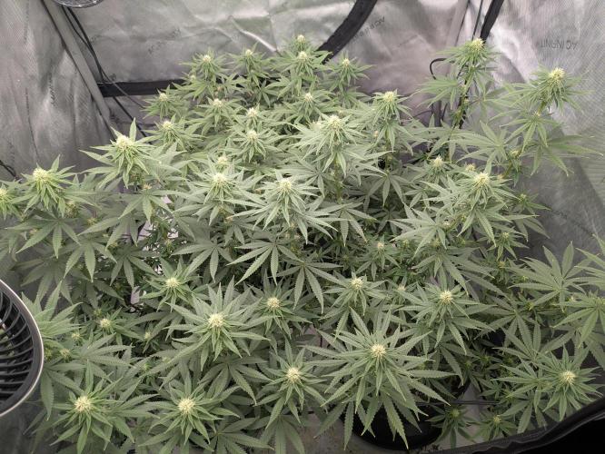 Blueberry Muffin . Week 12