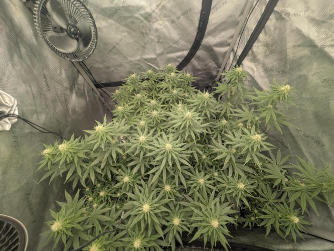 Blueberry Muffin . Week 12