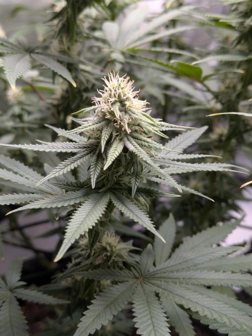 Blueberry Muffin . Week 13