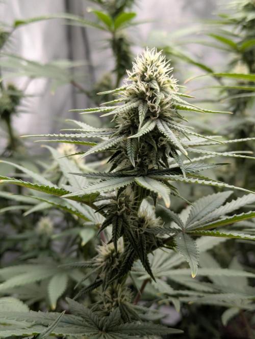 Blueberry Muffin . Week 13