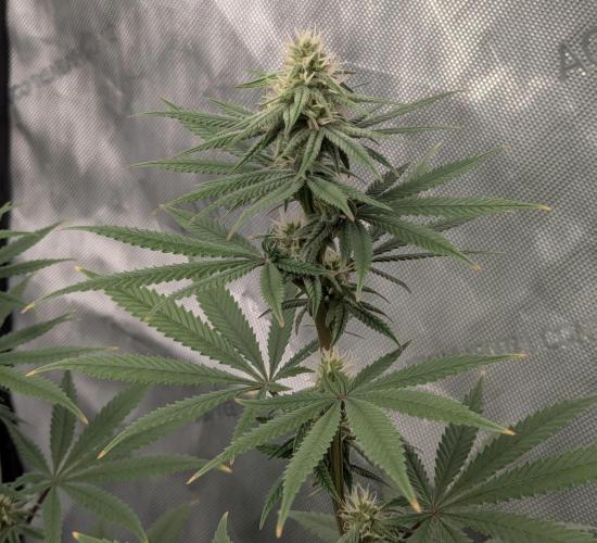 Blueberry Muffin . Week 13