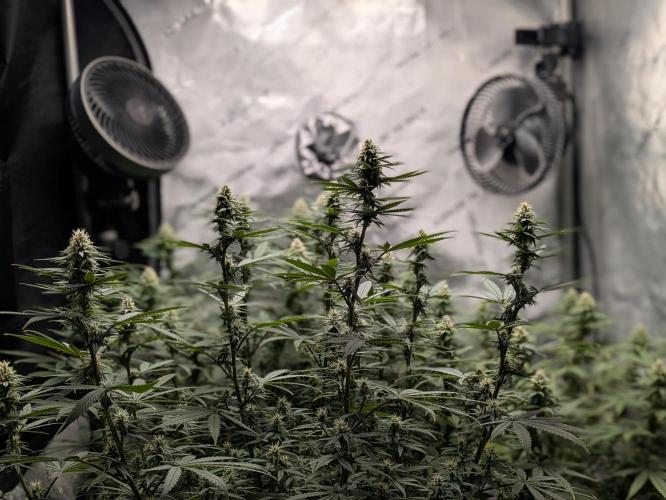 Blueberry Muffin . Week 13