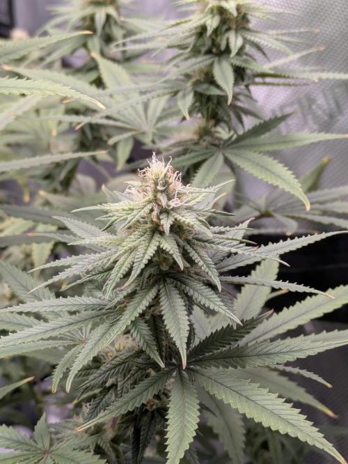 Blueberry Muffin . Week 13