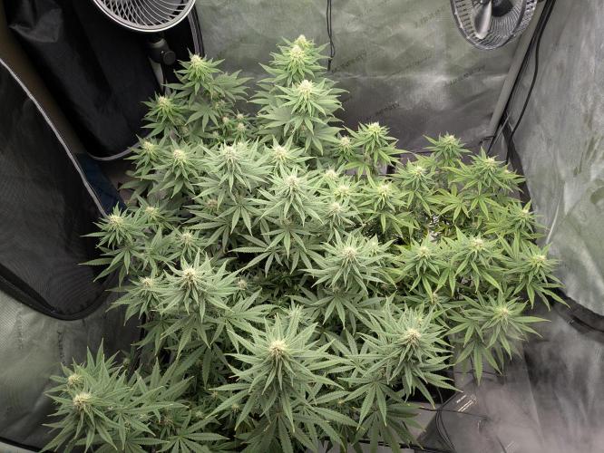 Blueberry Muffin . Week 13