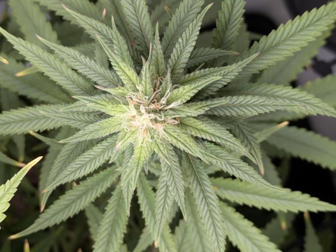 Blueberry Muffin . Week 13