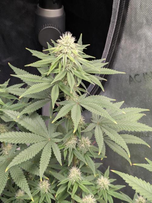 Blueberry Muffin . Week 13